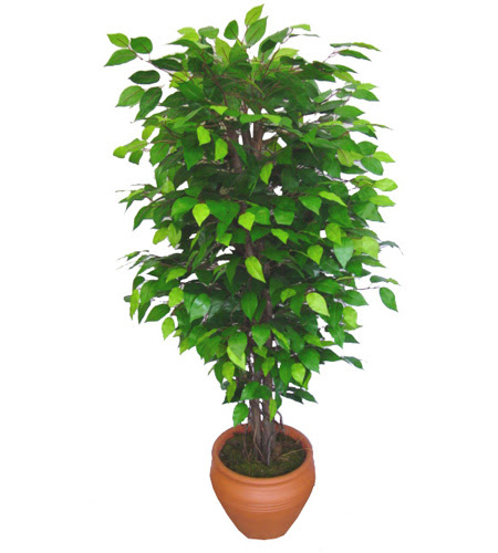 Ficus Benjamin 1,50 cm   zmir Urla iekiler 