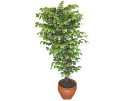 Ficus zel Starlight 1,75 cm   zmir ili hediye iek yolla 