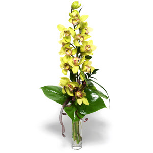  zmir Beyda iek online iek siparii  cam vazo ierisinde tek dal canli orkide