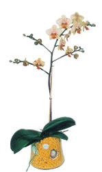 zmir Gaziemir ucuz iek gnder  Phalaenopsis Orkide ithal kalite