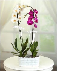 1 dal beyaz 1 dal mor yerli orkide saksda  zmir Bornova online iek gnderme sipari 