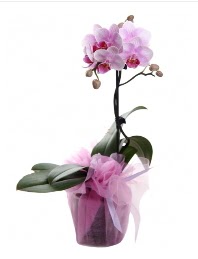 1 dal pembe orkide saks iei  zmir Bayrakl cicekciler , cicek siparisi 