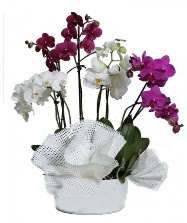 4 dal mor orkide 2 dal beyaz orkide  zmir Urla iekiler 
