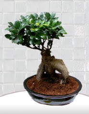 saks iei japon aac bonsai  zmir Bayrakl cicekciler , cicek siparisi 