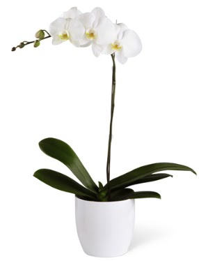 1 dall beyaz orkide  zmir Bornova internetten iek sat 