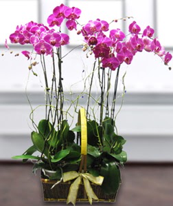 4 dall mor orkide  zmir Balova uluslararas iek gnderme 