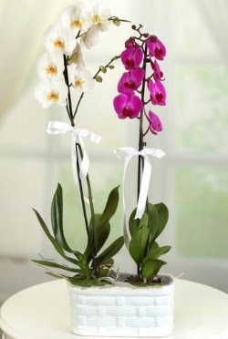 1 mor 1 dal beyaz thal orkide sepet ierisinde  zmir Konak cicek , cicekci 
