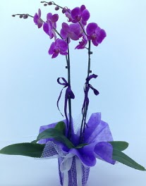 2 dall mor orkide  zmir Bayrakl cicekciler , cicek siparisi 
