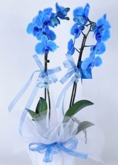 2 dall mavi orkide  zmir Bornova iek gnderme 