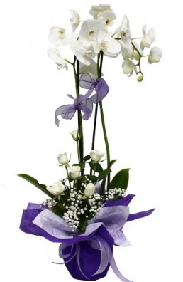 2 dall beyaz orkide 5 adet beyaz gl  zmir Bayrakl iek gnderme sitemiz gvenlidir 