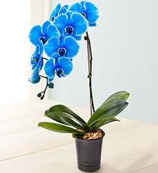 1 dall sper esiz mavi orkide  zmir Konak cicek , cicekci 