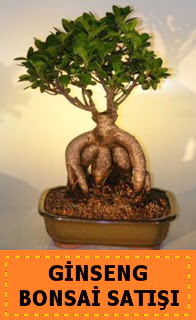 Ginseng bonsai sat japon aac  zmir ili hediye iek yolla 
