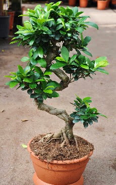 Orta boy bonsai saks bitkisi  zmir Bornova iek sat 