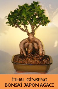 thal japon aac ginseng bonsai sat  zmir Beyda iek online iek siparii 