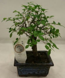 Minyatr ithal japon aac bonsai bitkisi  zmir Beyda yurtii ve yurtd iek siparii 