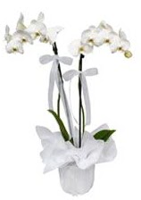 2 dall beyaz orkide  zmir Balova uluslararas iek gnderme 