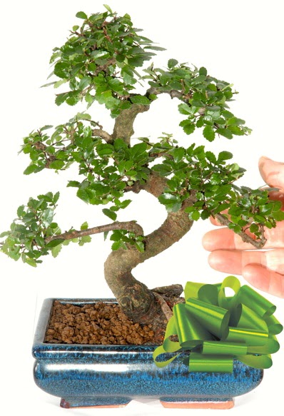 Yaklak 25 cm boyutlarnda S bonsai  zmir Urla iek yolla 