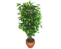 Ficus Benjamin 1,50 cm   zmir Urla iekiler 