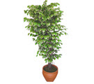 Ficus zel Starlight 1,75 cm   zmir ili hediye iek yolla 