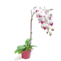  zmir Konak kaliteli taze ve ucuz iekler  Saksida orkide