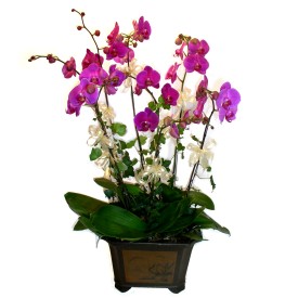  zmir ili hediye iek yolla  4 adet orkide iegi