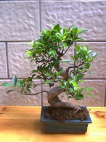 ithal bonsai saksi iegi  zmir Bayrakl internetten iek siparii 