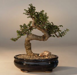 ithal bonsai saksi iegi  zmir Bornova internetten iek sat 