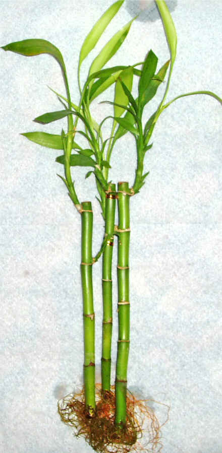 Lucky Bamboo 3 adet vazo hediye edilir   zmir ili hediye iek yolla 