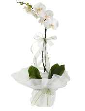 1 dal beyaz orkide iei  zmir Konak iek , ieki , iekilik 