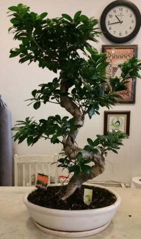 100 cm yksekliinde dev bonsai japon aac  zmir Beyda iek online iek siparii 