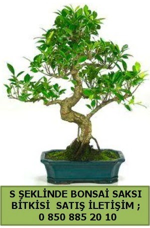 thal S eklinde dal erilii bonsai sat  zmir Konak kaliteli taze ve ucuz iekler 