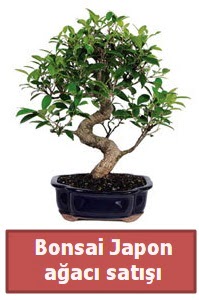 Japon aac bonsai sat  zmir Urla iek yolla 