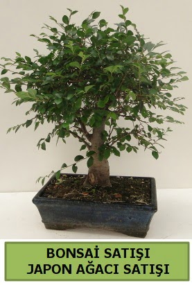 Minyatr bonsai japon aac sat  zmir Bornova iek servisi , ieki adresleri 
