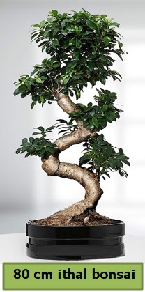 80 cm zel saksda bonsai bitkisi  zmir Bornova gvenli kaliteli hzl iek 