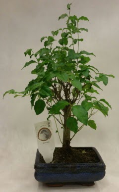 Minyatr bonsai japon aac sat  zmir Bornova gvenli kaliteli hzl iek 