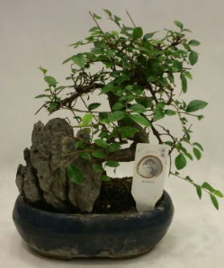 thal 1.ci kalite bonsai japon aac  zmir Beyda yurtii ve yurtd iek siparii 
