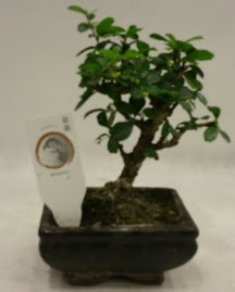 Kk minyatr bonsai japon aac  zmir Konak kaliteli taze ve ucuz iekler 