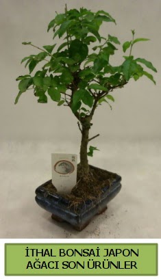 thal bonsai japon aac bitkisi  zmir Bayrakl internetten iek siparii 
