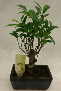 Japon aac bonsai bitkisi sat  zmir Bornova gvenli kaliteli hzl iek 