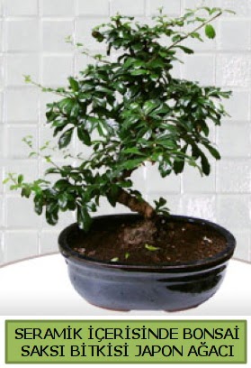 Seramik vazoda bonsai japon aac bitkisi  zmir Urla iek yolla 