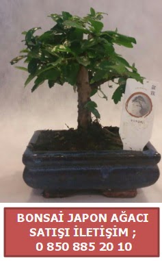 Japon aac minyar bonsai sat  zmir Beyda yurtii ve yurtd iek siparii 