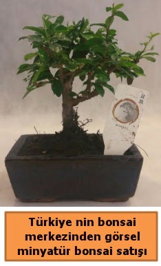 Japon aac bonsai sat ithal grsel  zmir Bergama iek maazas , ieki adresleri 