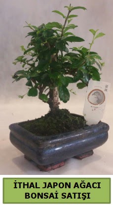 thal japon aac bonsai bitkisi sat  zmir Bornova gvenli kaliteli hzl iek 