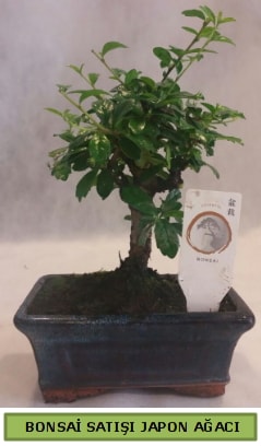 Minyatr bonsai aac sat  zmir Konak kaliteli taze ve ucuz iekler 