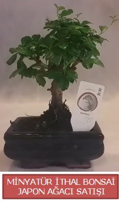 Kk grsel bonsai japon aac bitkisi  zmir Konak online ieki , iek siparii 