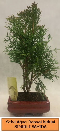 Selvi aac bonsai japon aac bitkisi  zmir Beyda yurtii ve yurtd iek siparii 