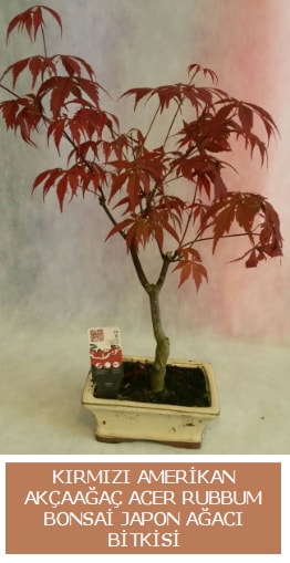 Amerikan akaaa Acer Rubrum bonsai  zmir Konak iek siparii sitesi 