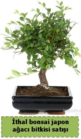 thal bonsai saks iei Japon aac sat  zmir Beyda iek online iek siparii 