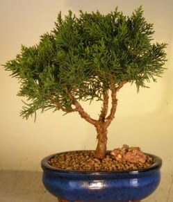 Servi am bonsai japon aac bitkisi  zmir Bergama iek maazas , ieki adresleri 