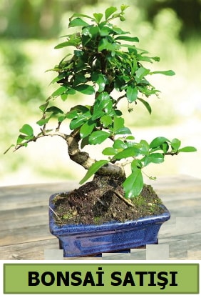 am bonsai japon aac sat  zmir Beyda yurtii ve yurtd iek siparii 